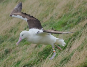 Albatross on take off